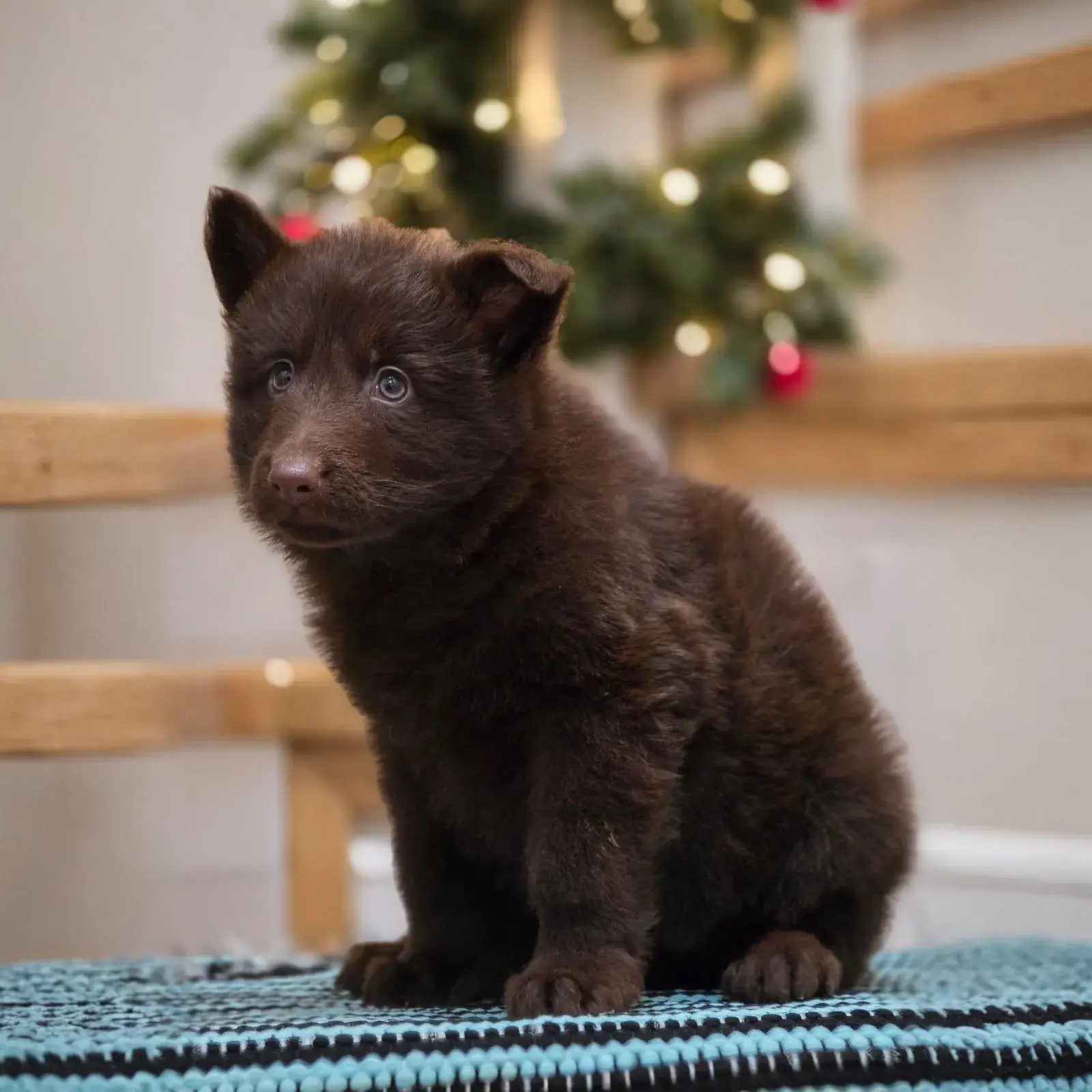german shepherd liver colour
