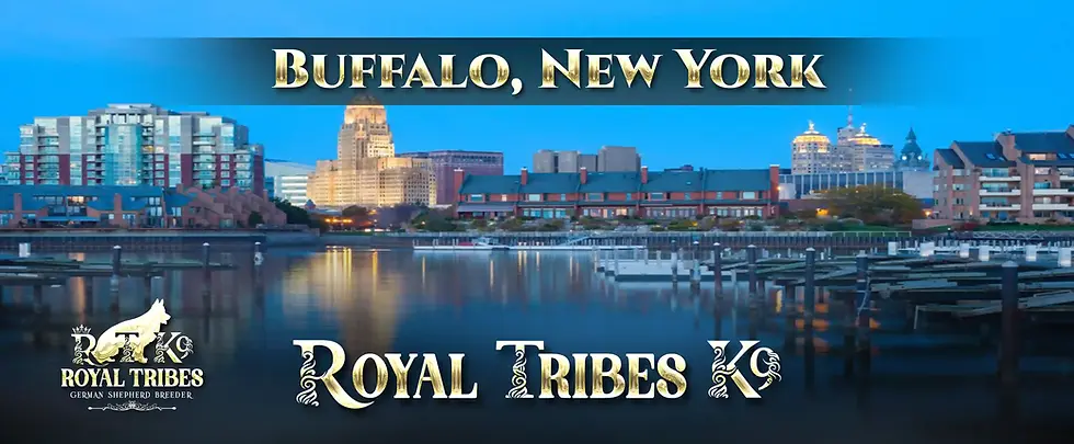 German Shepherd Breeder in Buffalo, New York. Find your perfect puppy today!