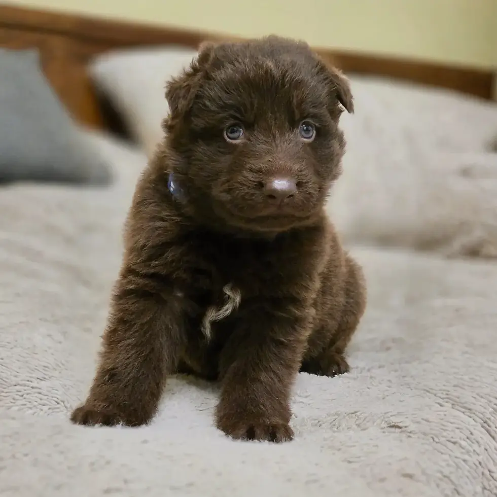 Black long-coat German Shepherd standing on grass in Lakeland, Florida — german shepherd near me