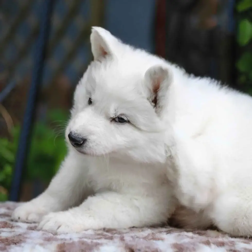 White German Shepherd puppy standing outdoors in El Mirage, Arizona, bred with care by RTK9.