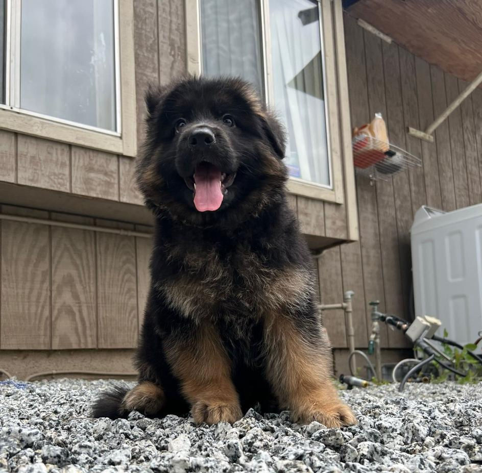 German Shepherd puppies