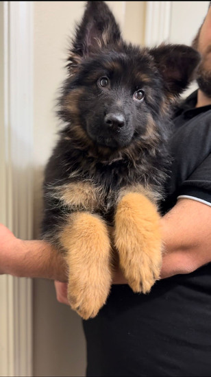 long coat german shepherd puppies