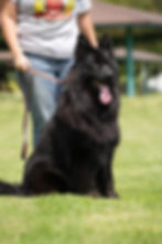 Fluffy long-haired German Shepherd with a graceful look.
