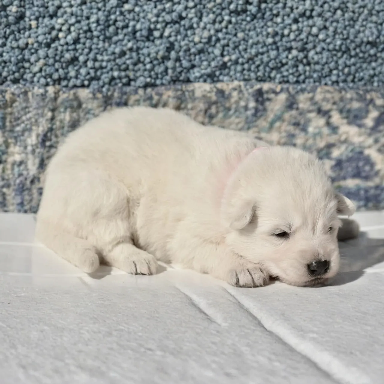 white german shepherd puppies