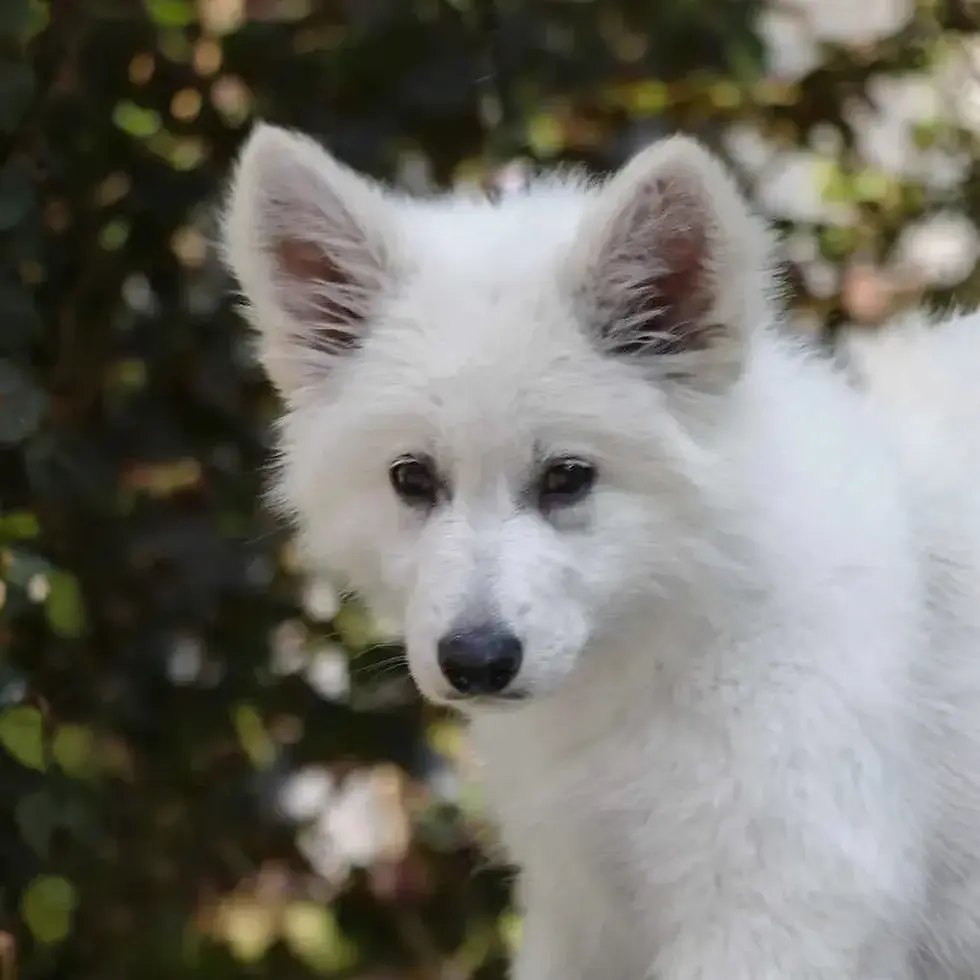 White German Shepherd puppy in Palm Beach, Florida â white german shepherd puppies for sale near me