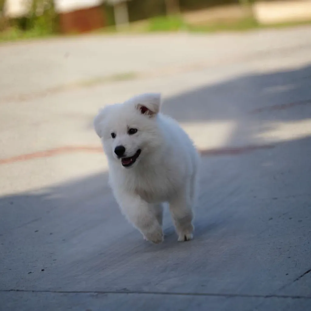 a white german shepherd