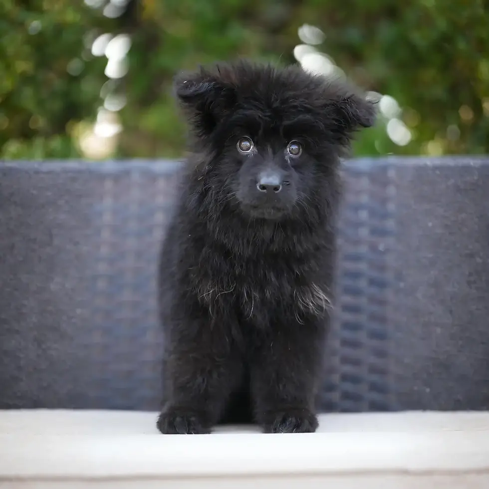 Cute black German Shepherd puppies playing on the grass in Mesa, Arizona, raised with love by RTK9.