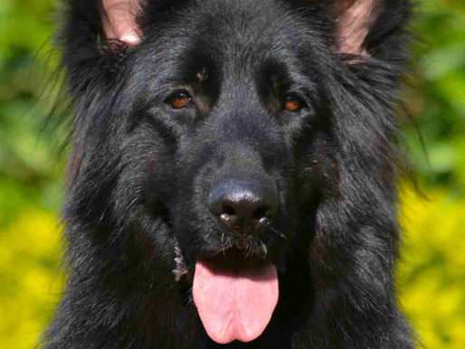 Announcing Our New Location: Royal Tribes K9 Now Serves Thousand Oaks, California!