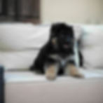 A German Shepherd puppy peacefully sleeping on a soft pillow