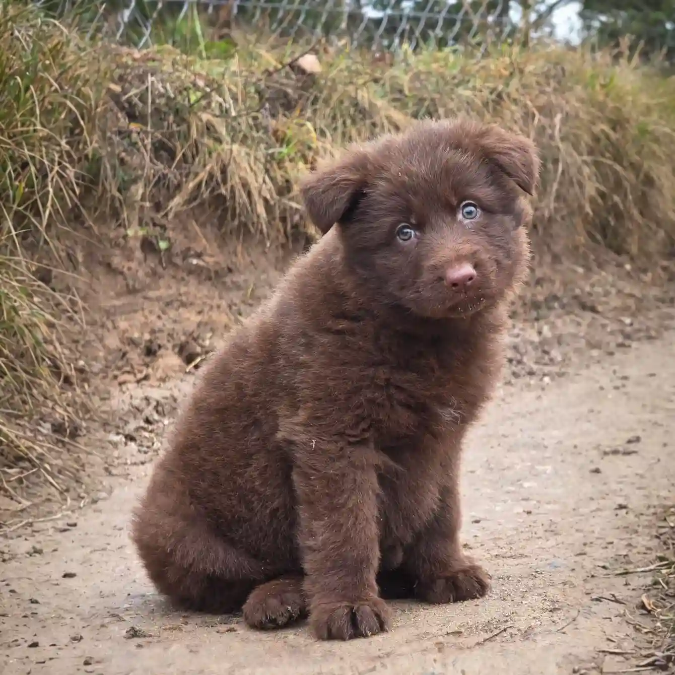 liver and white german shepherd