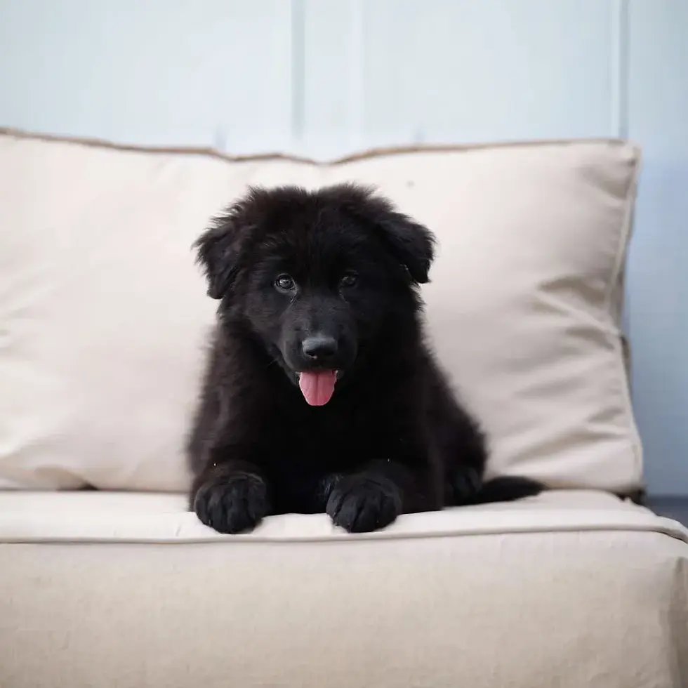 AKC registered German Shepherd puppy with a sleek coat.