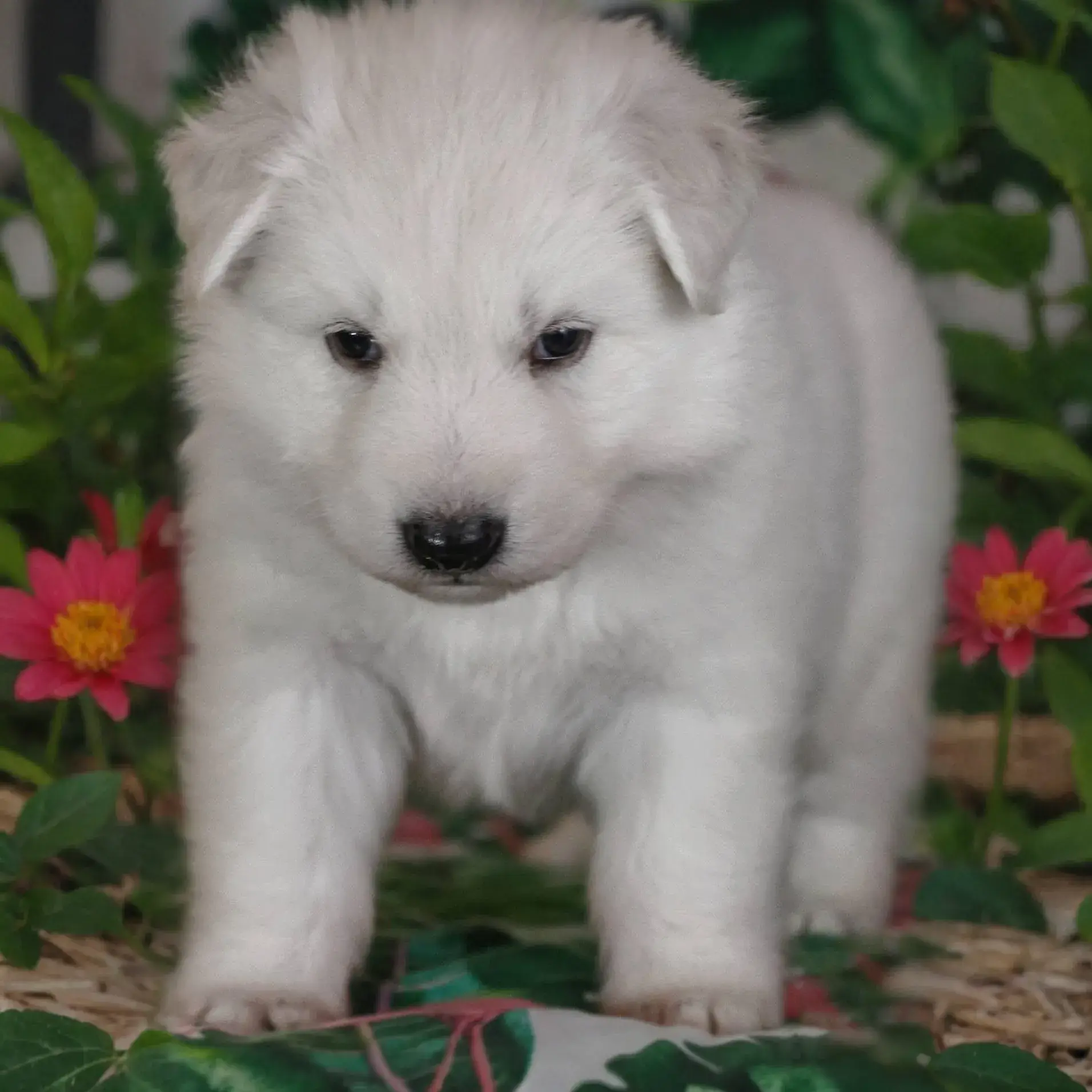 about german shepherd puppy