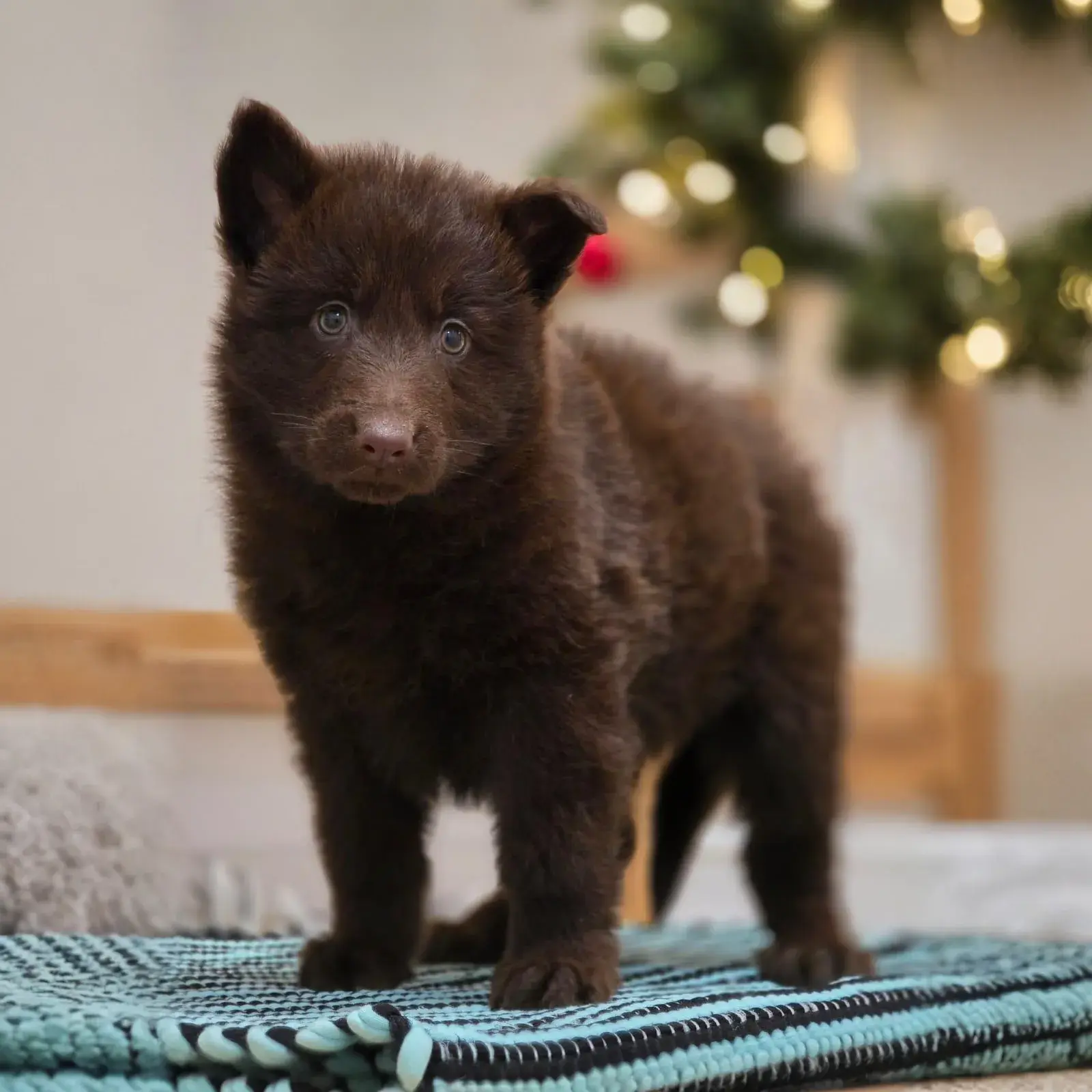 long hair liver german shepherd