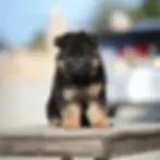 Black-and-tan German Shepherd puppy on a wooden platform in Pompano Beach â shepherd puppies for sale