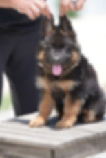 Purebred long-haired German Shepherd looking confident.