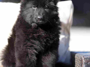 Royal Tribes K9 Now Serving Torrance, California: Premier Long Hair German Shepherd Breeder