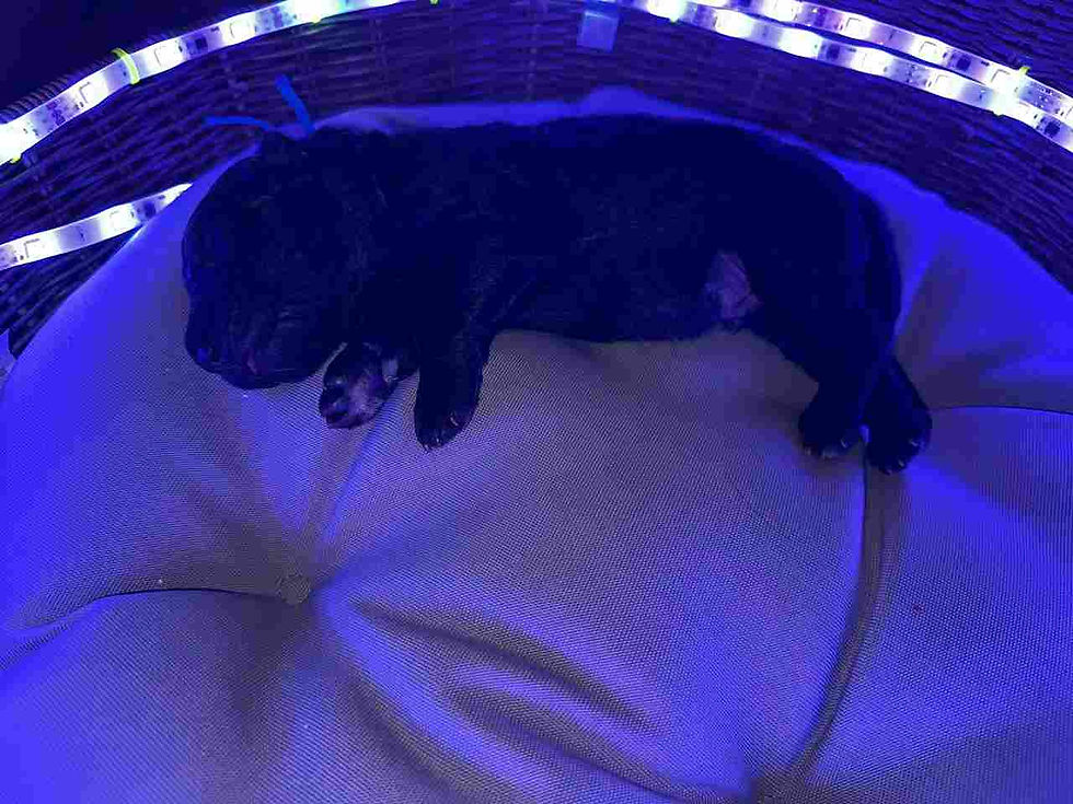 Adorable black German Shepherd resting in a cozy setting.