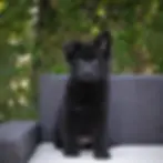 Black German Shepherd puppy for Peoria Arizona families from Royal Tribes K9