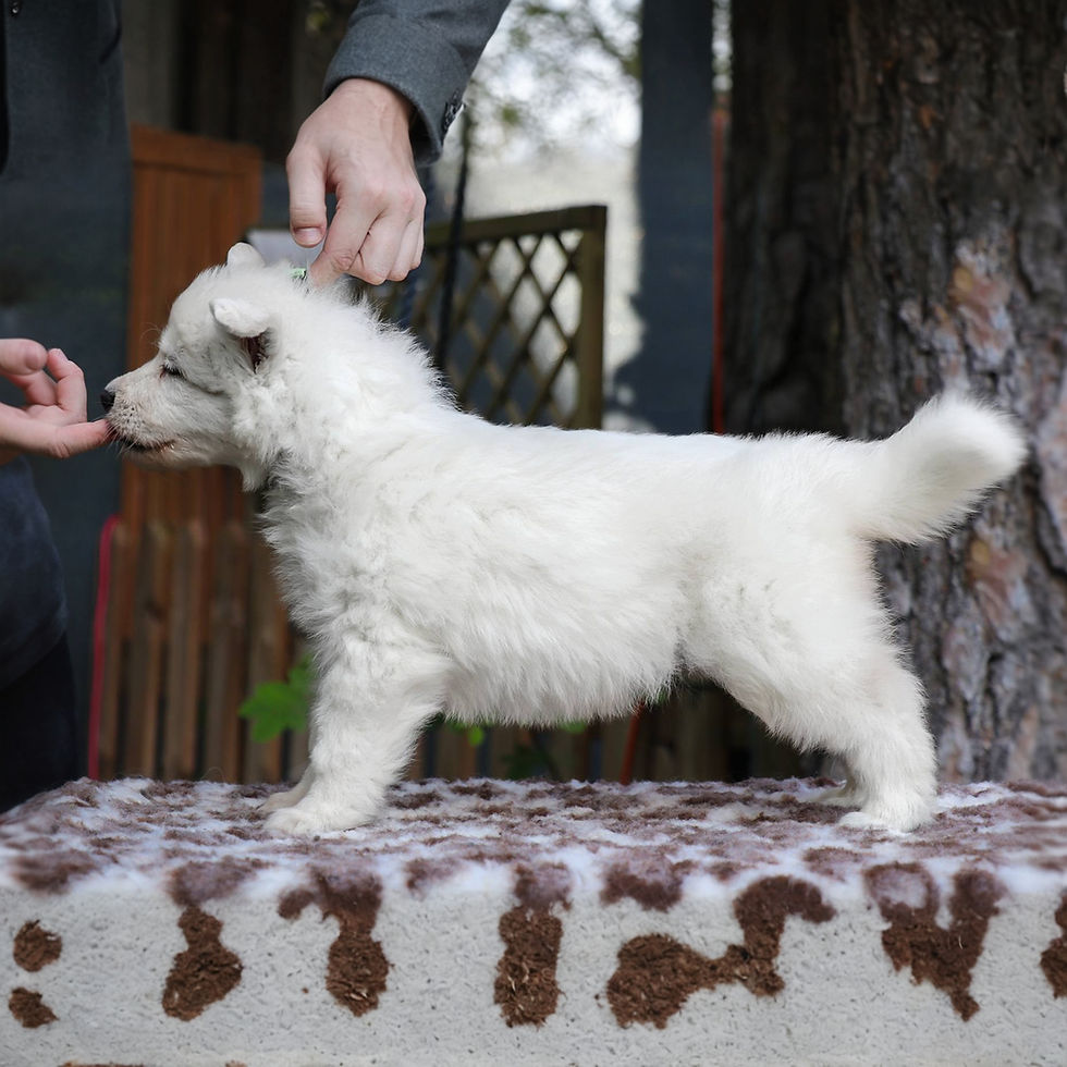 Tiny Pup Exploring – A young German Shepherd puppy walking on a path, exploring its surroundings.