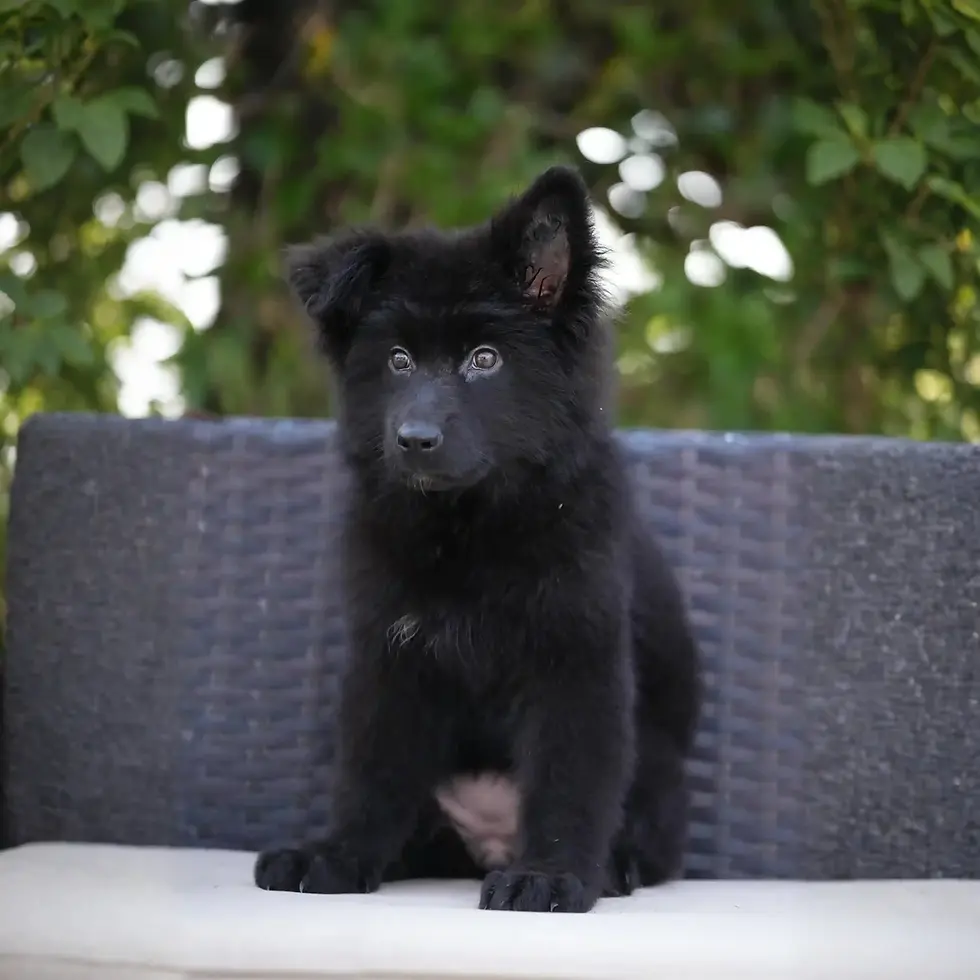 Fluffy long-haired black German Shepherd puppy sitting calmly in Fairbanks, Alaska, from the RTK9 breeding program.