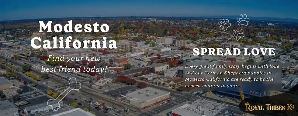 Get German Shepherd Puppies for Sale Near You in Modesto, CA