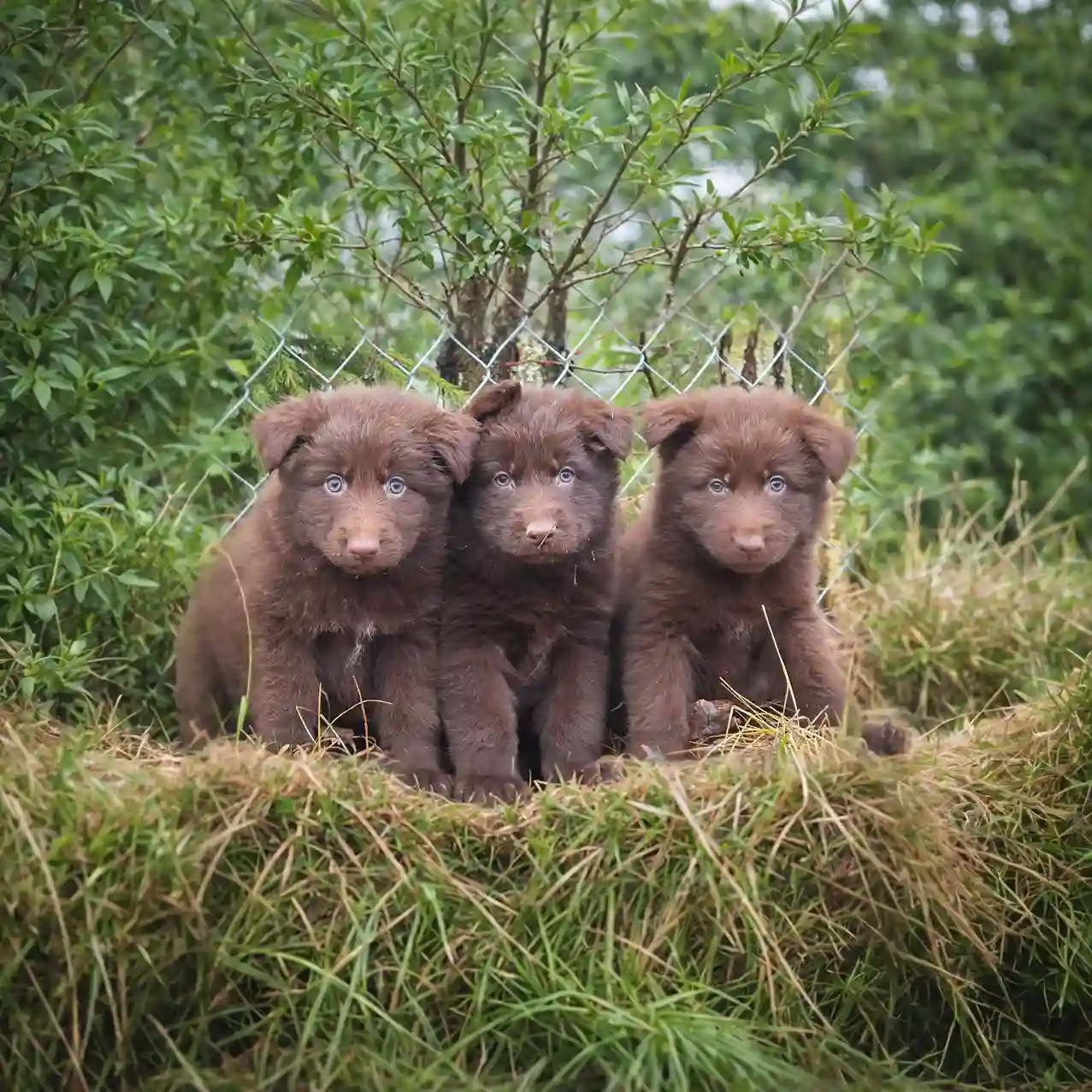 long hair liver german shepherd