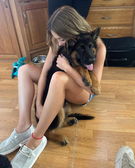 long coat german shepherd puppies