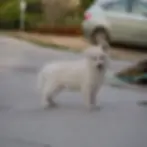 White puppy standing outdoors in Mercer Island, Florida â small puppies for sale near me