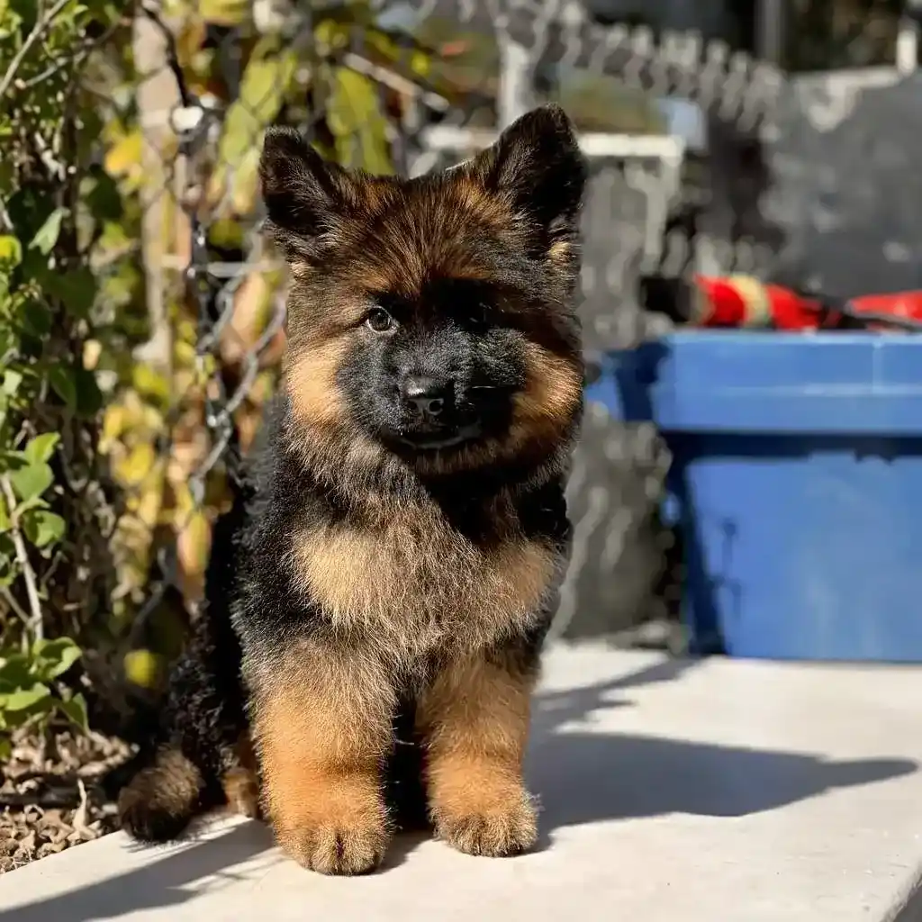 about german shepherd puppy