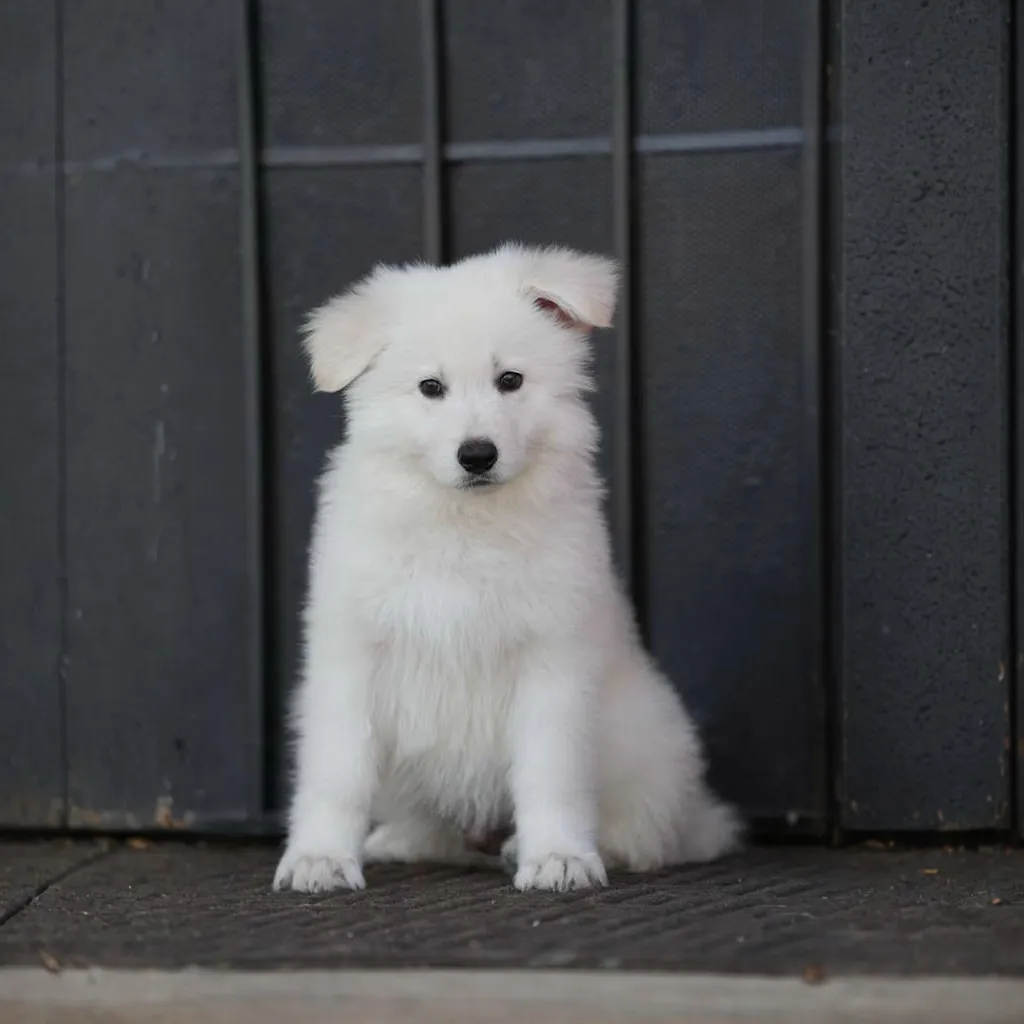 white german shepherd breeders