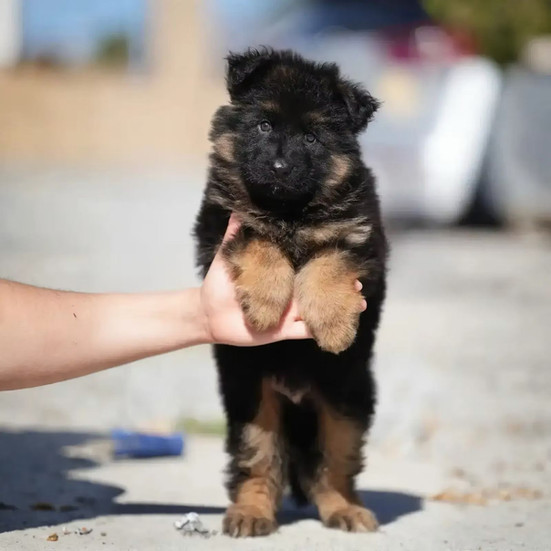 long coat german shepherd puppies