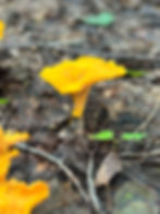 activité-cuillette-Chanterelle