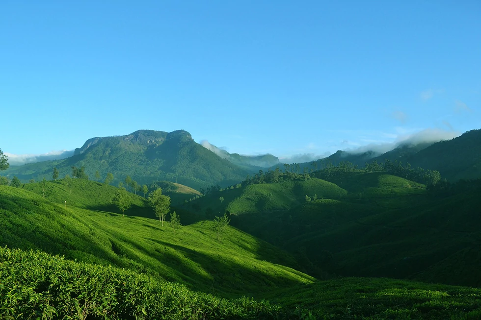 munnar-1639120_1920.webp