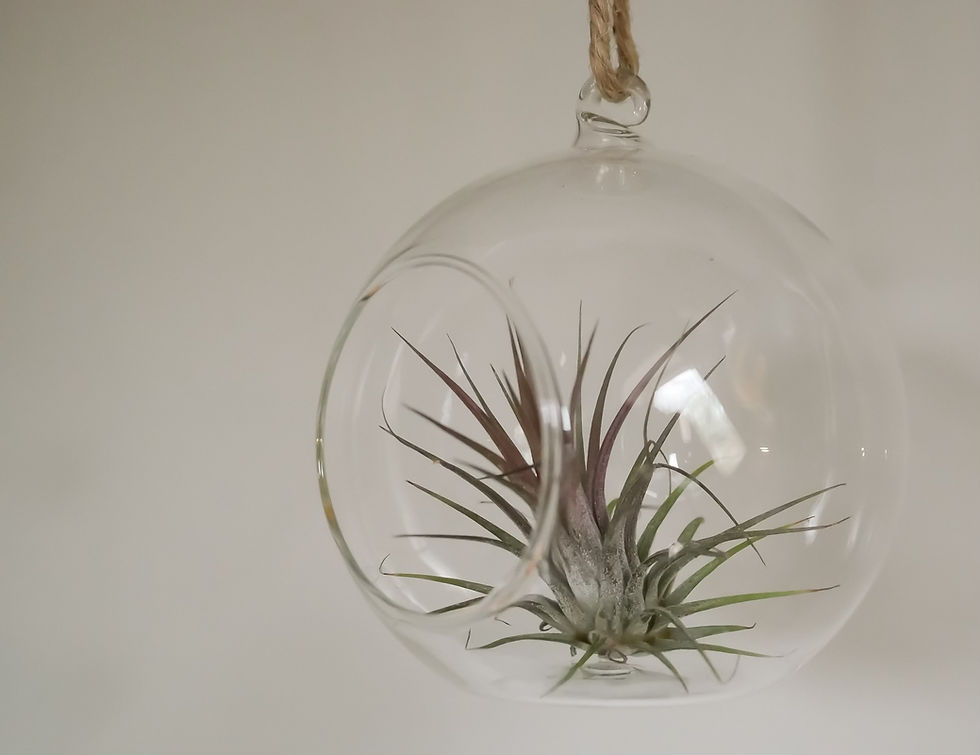 Air plant in glass bauble