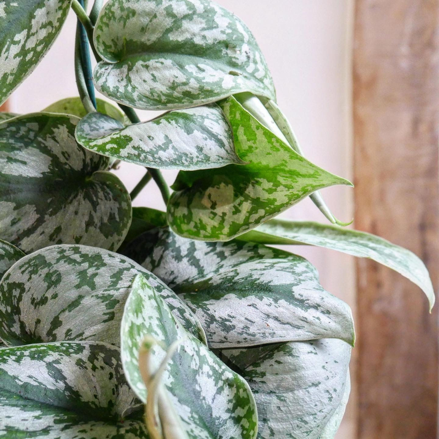 Satin pothos