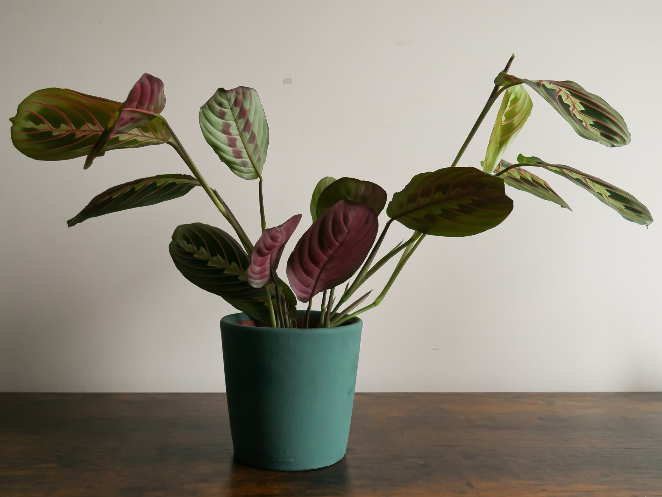 Maranta leuconeura fascinator