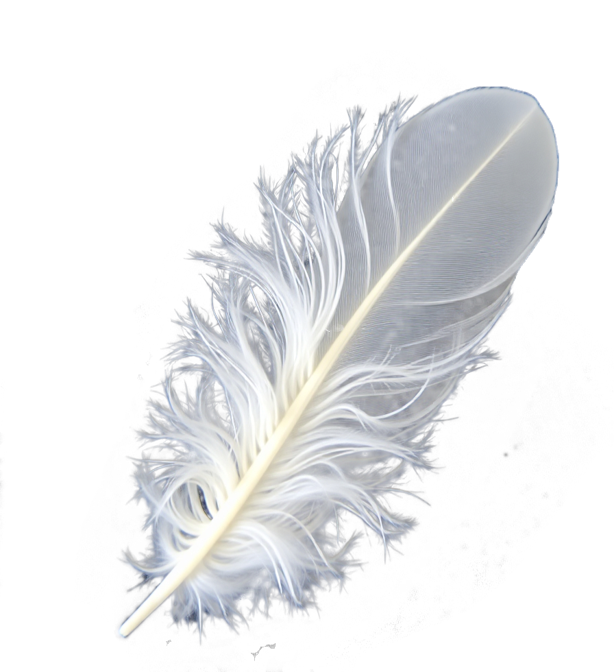 lone white fluffy short down feather on grey background_edited_edited.png