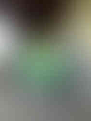 Monarquistas posam para foto, segurando bandeira do Império do Brasil, em corredor externo do museu