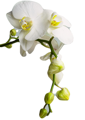 Orchid_edited.png
