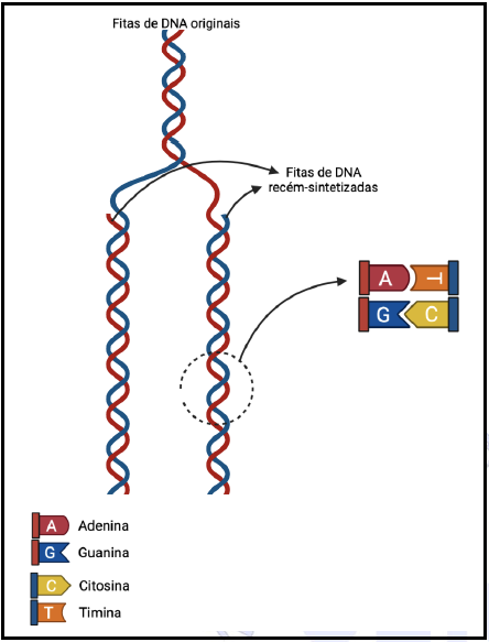 Figura 5 (genetica basica).png