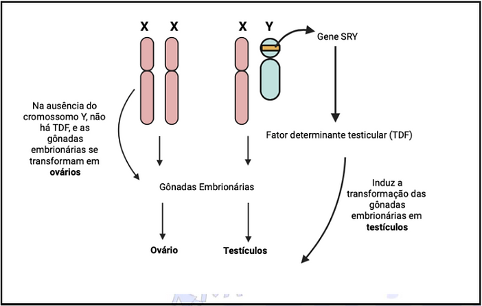 Figura 10 (genetica basica).png