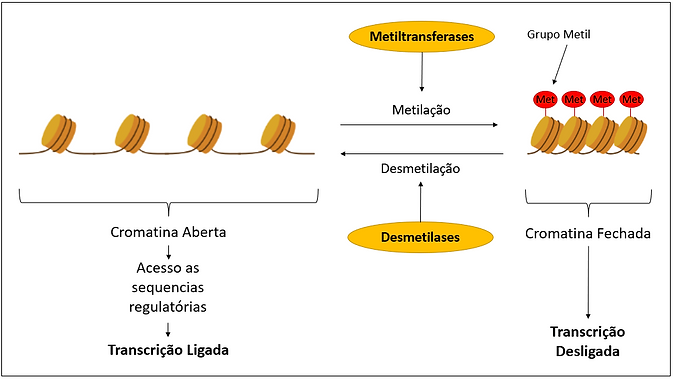 Figura 3 (epigenetica).png