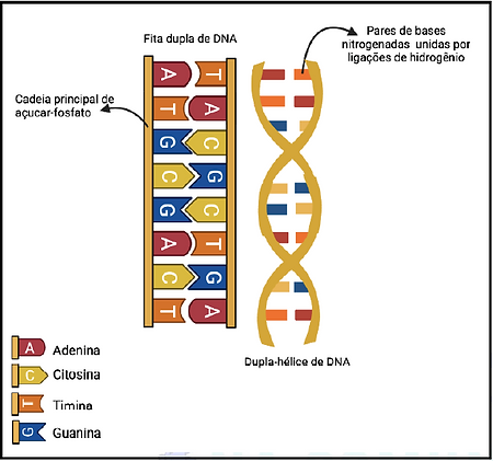 Figura 4 (genetica basica).png