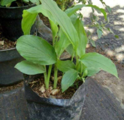 Kunyit (Curcuma domestica Val).png