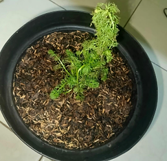 Chamomile.png