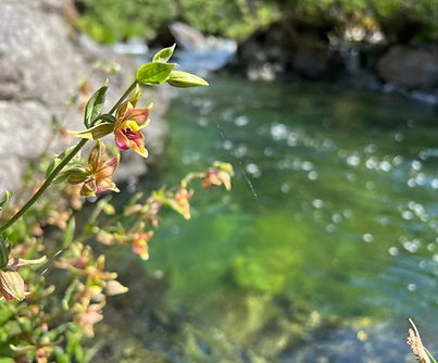 Goose stream orchid.jpg