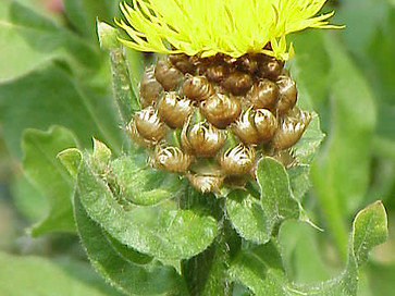 Centaurea Macrocephala