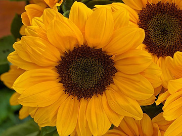 Helianthus Sunrich Orange
