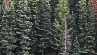 John Zimmermann Obituary