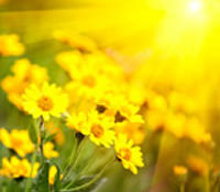 Kimitha Annette Braston